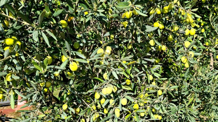 Vous avez un olivier ?