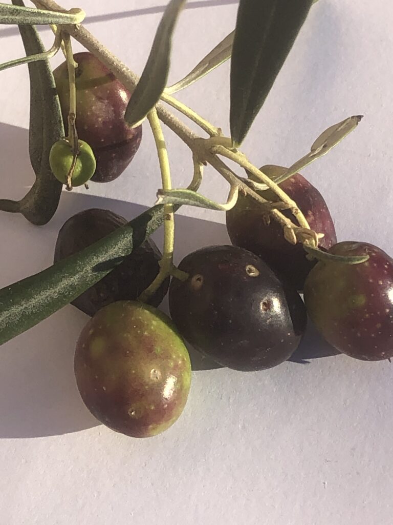 Tout ce que vous vouliez savoir …