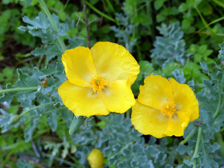 Pourquoi une association ?