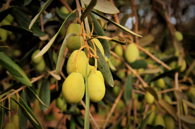 Quels traitements pour votre olivier ?