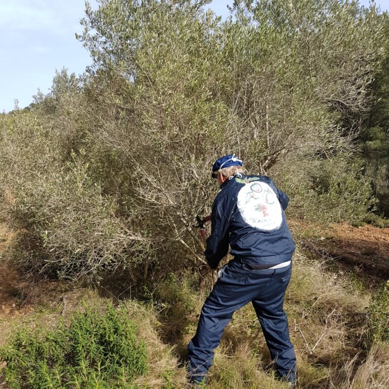 Pourquoi et comment tailler un olivier ?