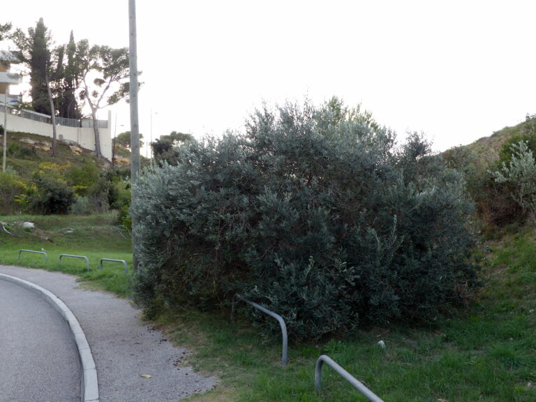 l&rsquo;AOC famille d&rsquo;accueil !