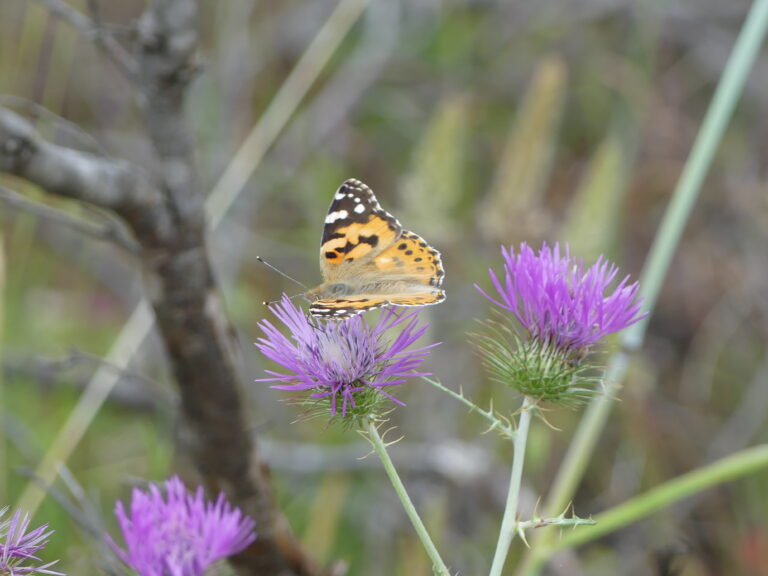 Ouvrez les yeux ! (les narines, et les oreilles !)