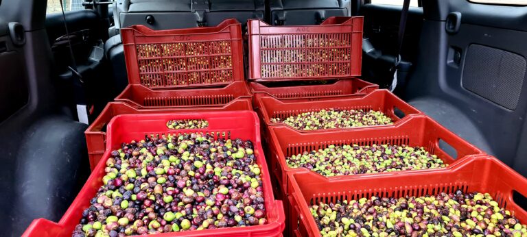 l&rsquo;AOC tisse sa toile ! premier bilan de la récolte 2021