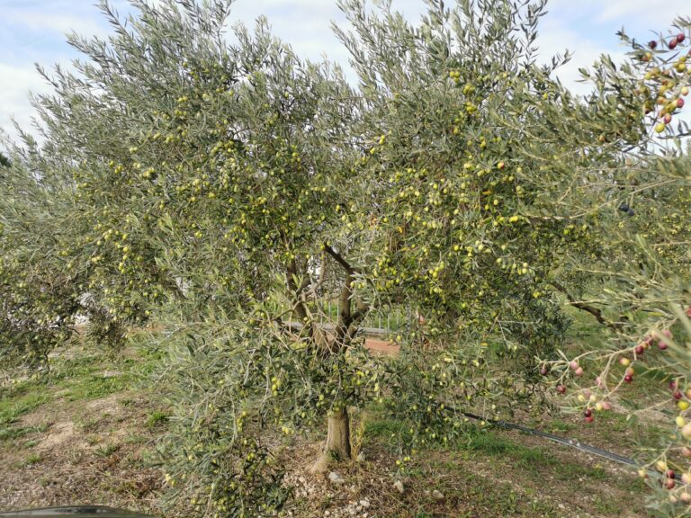 Telethon 2021 … à l&rsquo;huile d&rsquo;olive !