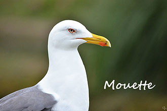 Un peu de poésie …