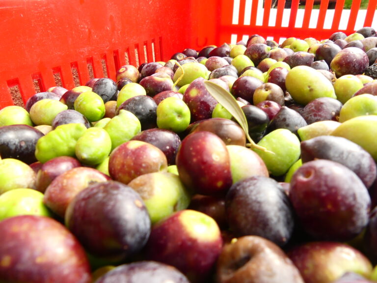 Vous n&rsquo;avez pas d&rsquo;olivier ?