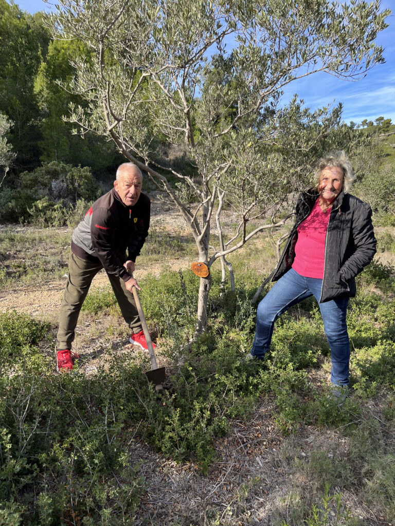 Votre olivier pratique l&rsquo;alternance !