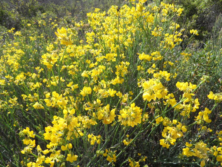 OLIVIERS sans OLIVES ?