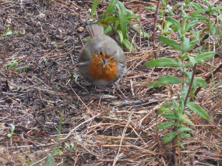 BIENVENUE au ROUGE GORGE