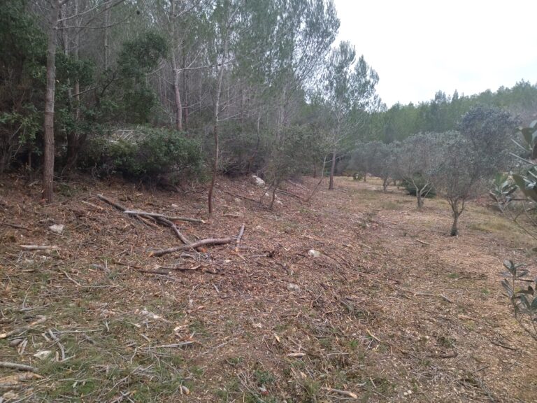 TAÏAUT, TAÏAUT, TAILLONS les TAILLIS !