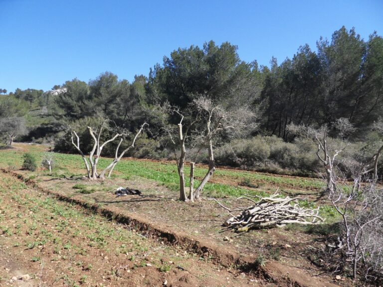 La coupe est pleine ! ou comment tailler son olivier.