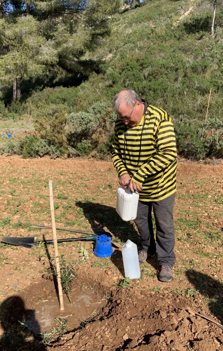 Comment planter 100 oliviers ?