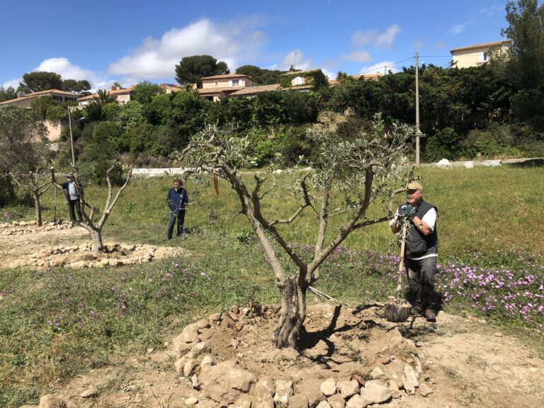 IN-SA-TIA-BLES ! TESTORY se peuple d&rsquo;oliviers !