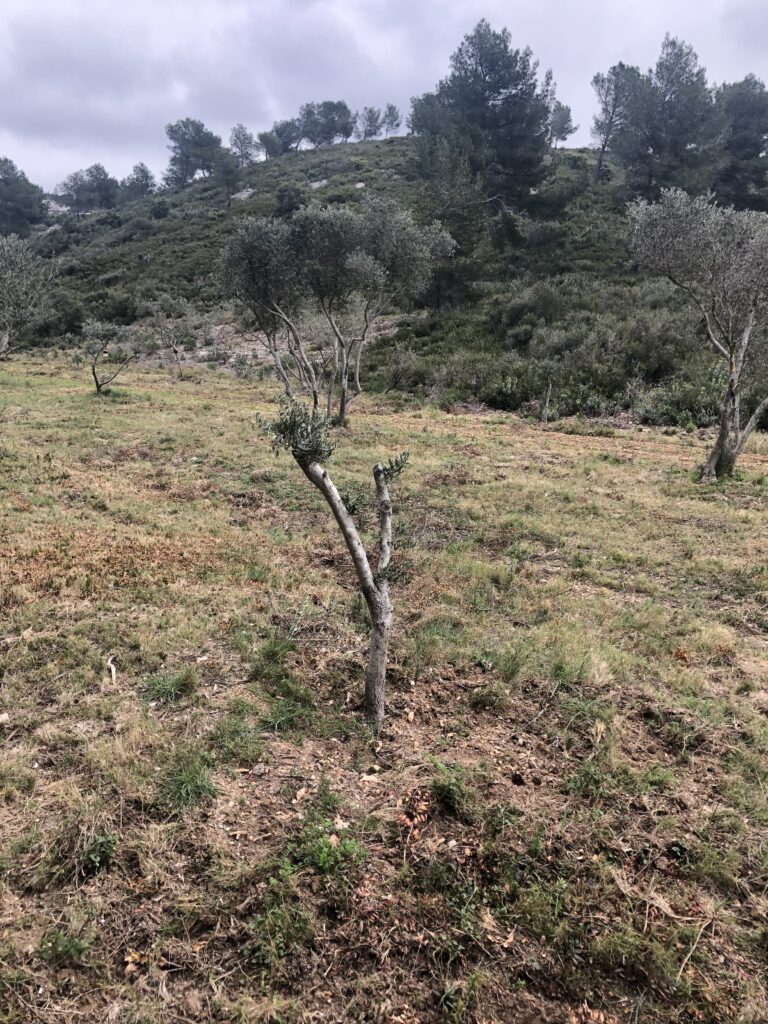 L&rsquo;ART du souquet …