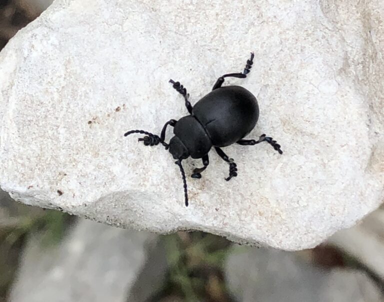 BIODIVERSITE de la CÔTE BLEUE