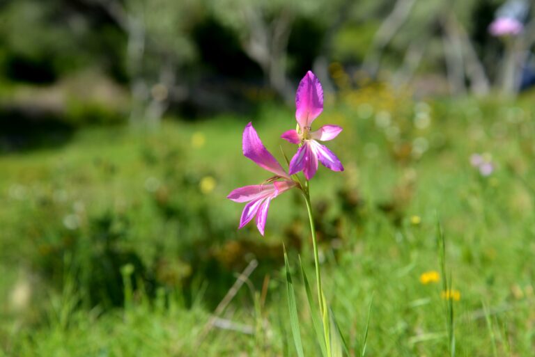 « Déjà tout petit, je disais je sais, je sais … »
