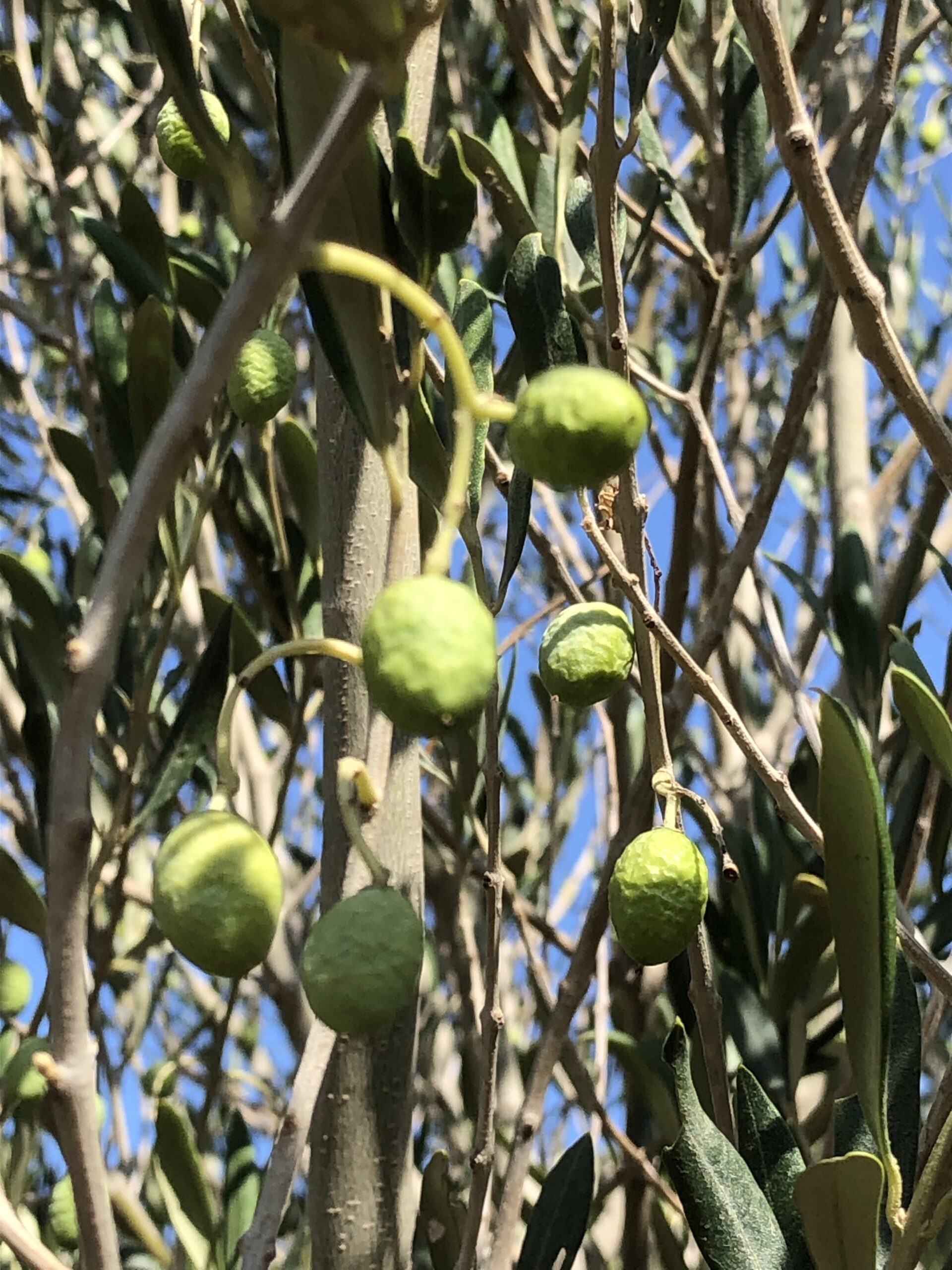 De l’olive au verre …