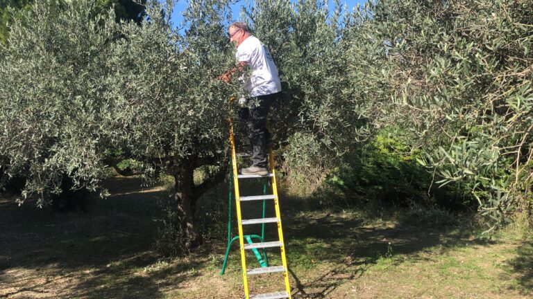 CONSEILS de RÈCOLTE 2024