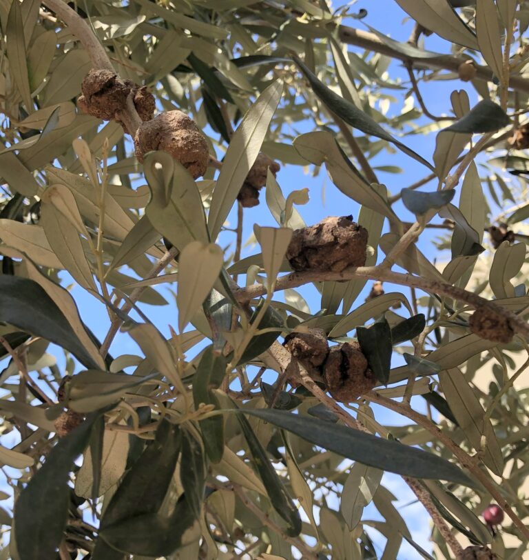 la bactériose de l&rsquo;olivier