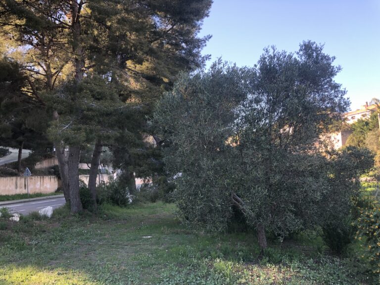 PINS ou OLIVIERS chez vous ?