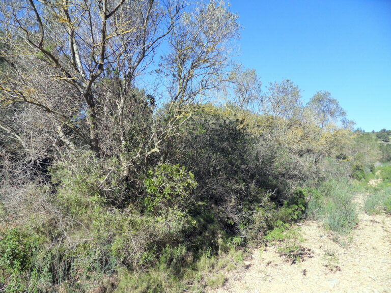 Si ! si ! c'était comme cela le vallon de Jaume !