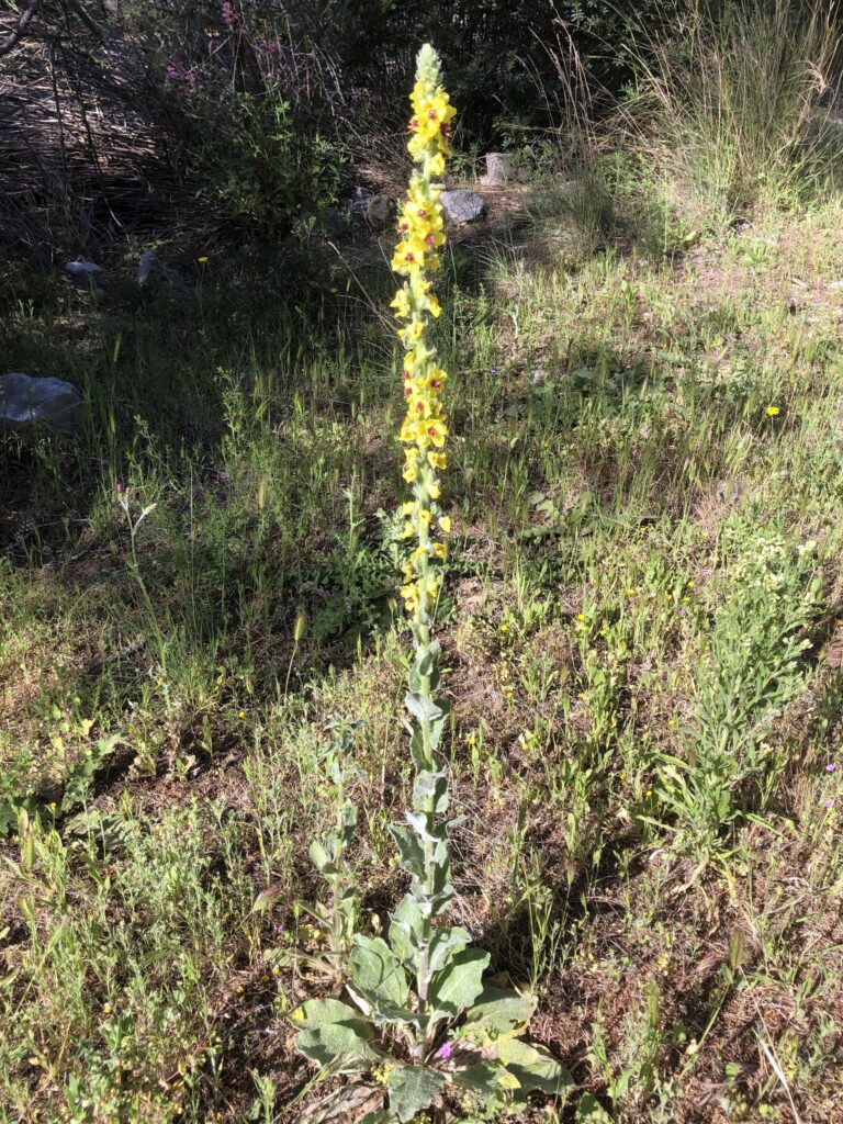 Asphodèles et molènes au vallon de JAUME.