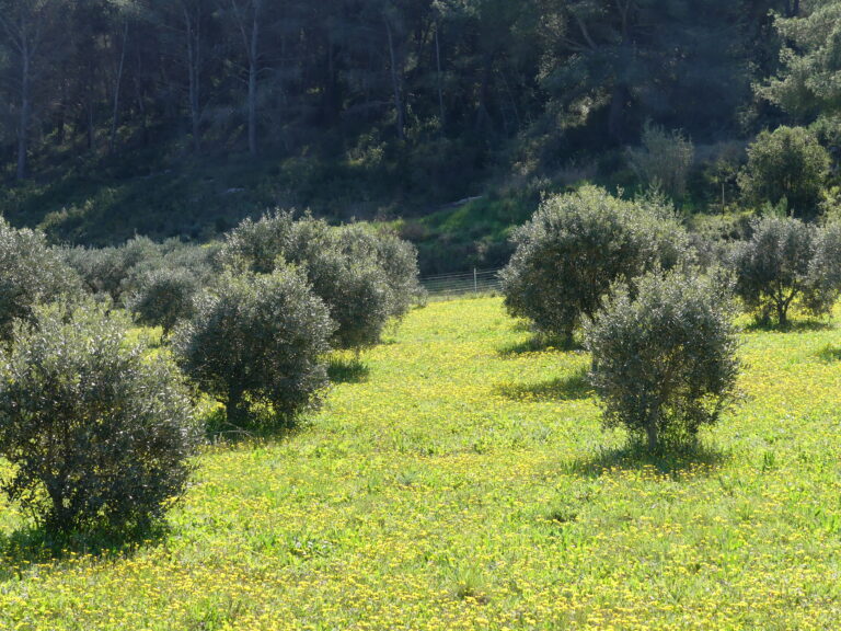 Vaches grasses ou vaches maigres ?