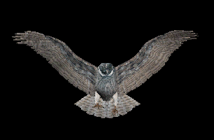 La trame noire et nos oliviers …