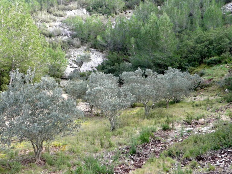 Ils sont fous à l&rsquo;AOC !