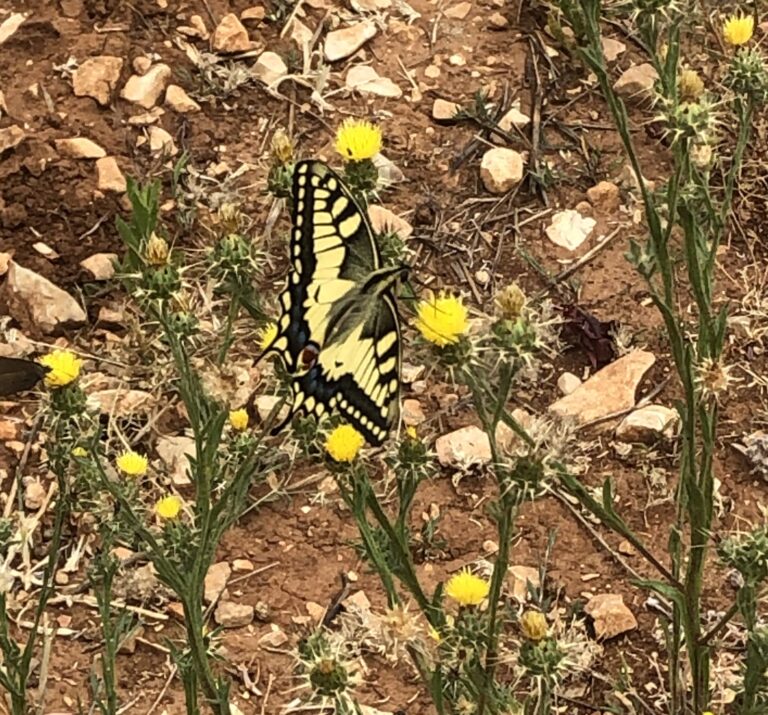 Kaempférol ou sécutoiridoïdes ?