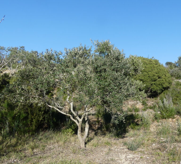 le buzz de l&rsquo;AOC