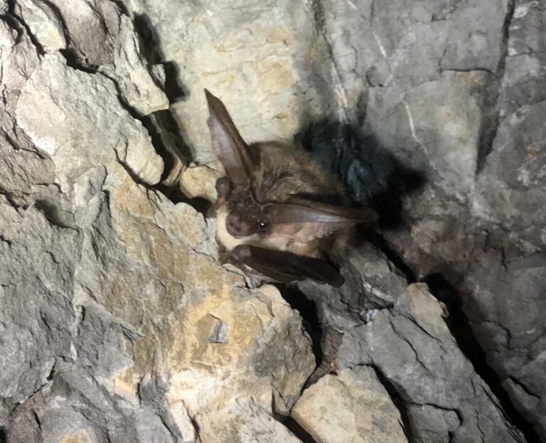 Mais où sont-elles donc ?