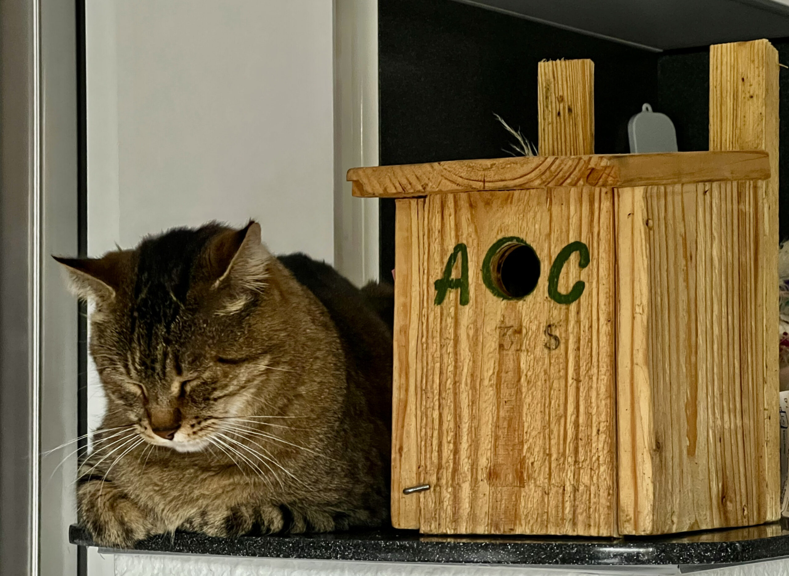 Comment placer un nichoir à passereaux ?