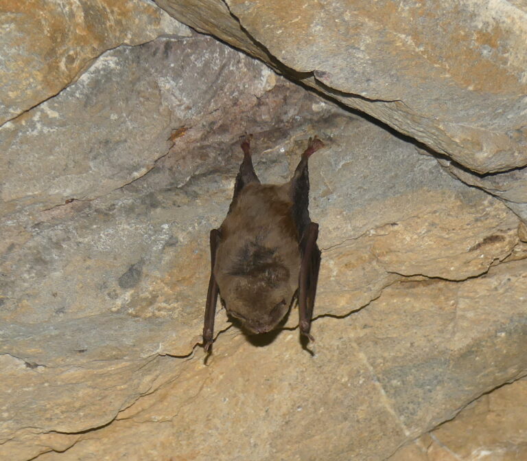 Prévisions FLMT 2026 (Front de Lutte contre le Moustique Tigre)