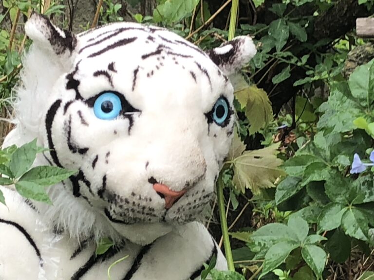 Les CARRYENS ont bouffé du tigre ! C&rsquo;est mieux que l&rsquo;inverse !