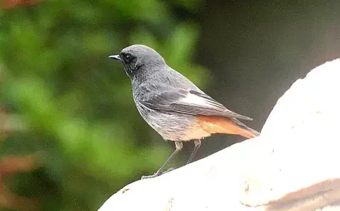Le ROUGE QUEUE NOIR sur la côte bleue …