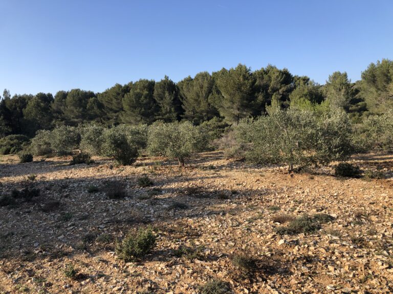 L&rsquo;olivette FERMANIAN