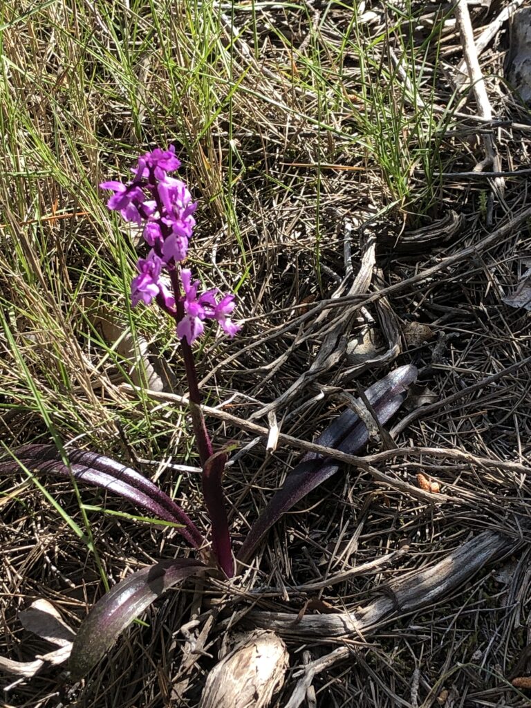 Réussites et échecs de plantations de 2025