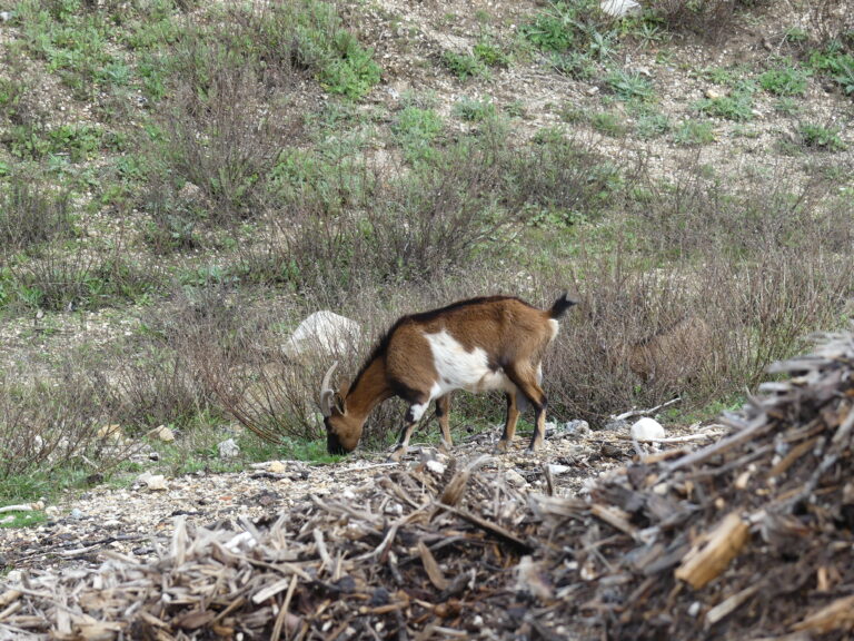 DANGERS des troupeaux de chèvres férales