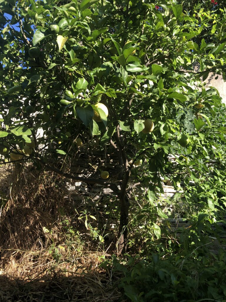 Et si vous plantiez un citronnier ?