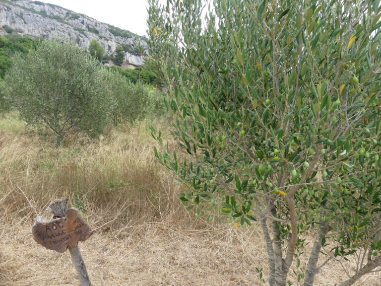 Sur la paille !
