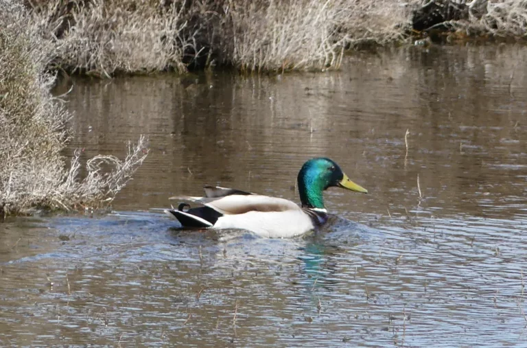 Il faut en laisser pour les oiseaux …